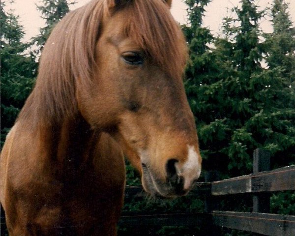 Deckhengst Ramses (New-Forest-Pony, 1974, von Nieuwmoeds Rolando II)