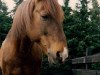 stallion Ramses (New Forest Pony, 1974, from Nieuwmoeds Rolando II)