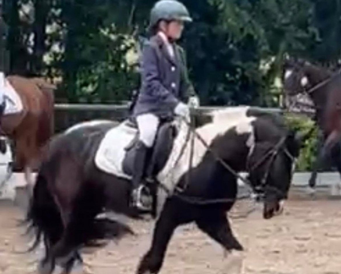 Dressurpferd Diego Rivera (Tinker / Irish Cob / Gypsy Vanner, 2016)