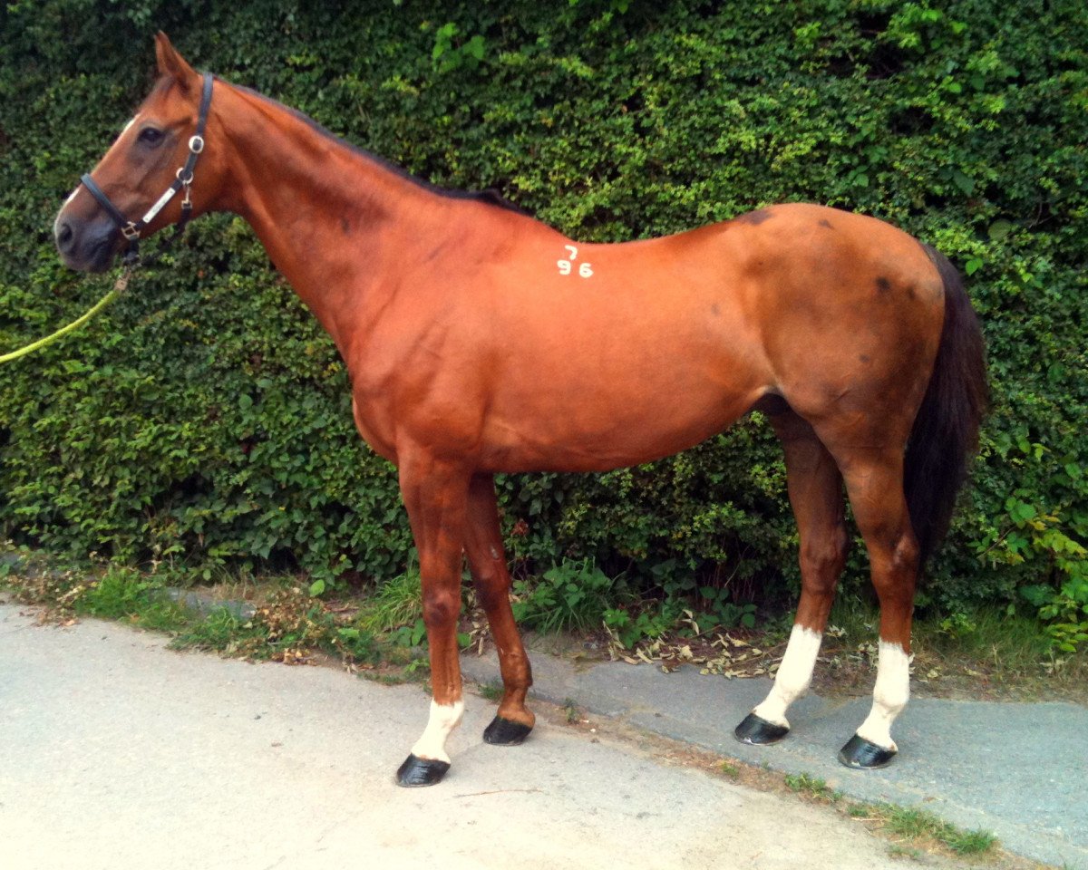 Pferd Goldjunge 137 (Budjonny, 1996)