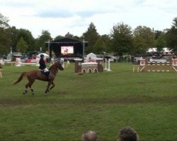 jumper Askimo (German Sport Horse, 2004, from Askari)