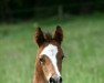 dressage horse Heiligenbergs Divino Occhio (German Riding Pony, 2014, from D-Day AT)