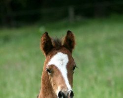 Dressurpferd Heiligenbergs Divino Occhio (Deutsches Reitpony, 2014, von D-Day AT)