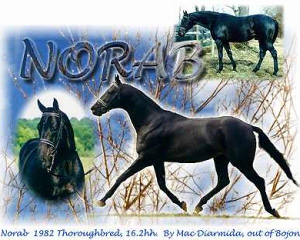 stallion Norab xx (Thoroughbred, 1982, from Mac Diarmida xx)