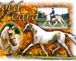 Deckhengst Gold Card (KWPN (Niederländisches Warmblut), 1992, von Hall of Fame)