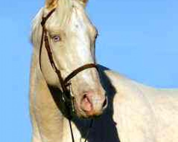 stallion Zillionair xx (Thoroughbred, 1999, from Issue Of Gold xx)