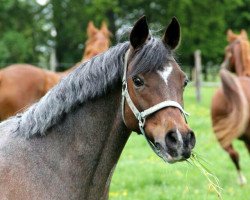 broodmare Fit for Fun 8 (German Riding Pony, 2001, from Benetton S)