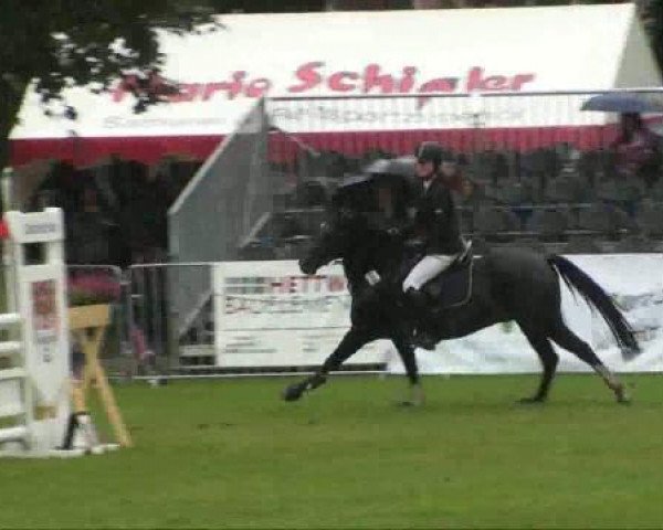 dressage horse Ludwig von Buchow (German Riding Pony, 1995, from Lancer)