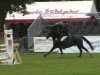 Dressurpferd Ludwig von Buchow (Deutsches Reitpony, 1995, von Lancer)