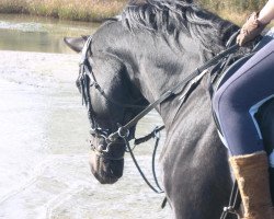 dressage horse Ovation 6 (Trakehner, 2000, from Hohenstein I)