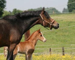 broodmare Heiligenbergs Charmy Brown (Westphalian, 2005, from Charm of Nibelungen)