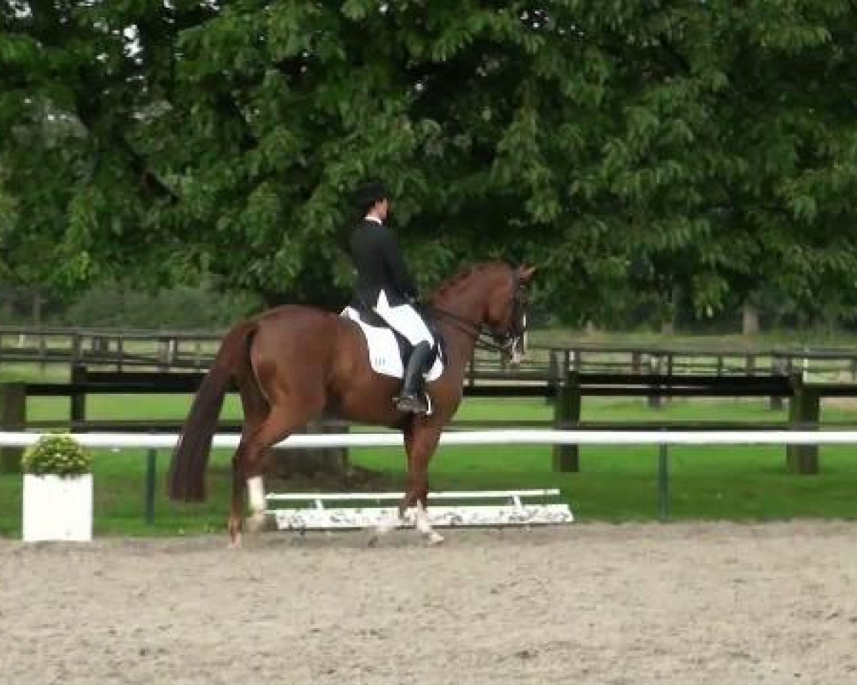 broodmare Donnerfee 48 (Hanoverian, 2003, from Don Vino)