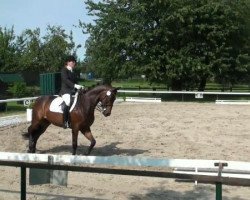 dressage horse Flavian (Westphalian, 2004, from Florestan I)