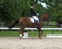 dressage horse Roccadero 16 (Hanoverian, 1999, from Rosentau)