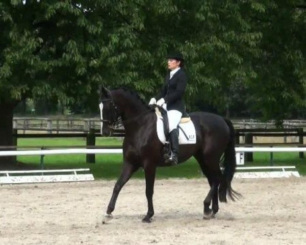 dressage horse Rubin 584 (Westphalian, 2000, from Rheingau)