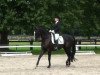 dressage horse Rubin 584 (Westphalian, 2000, from Rheingau)