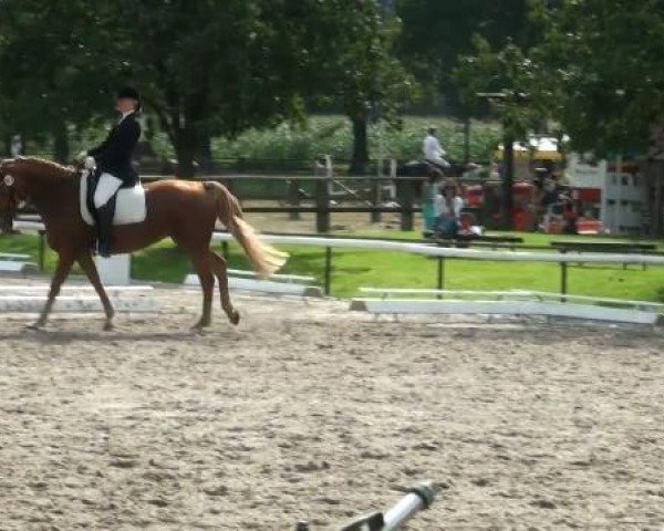 horse Weltmeyer Lady (Hanoverian, 1996, from Weltmeyer)