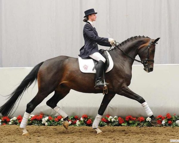 dressage horse San Floriana (Westphalian, 2006, from Sir Donnerhall I)
