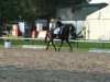 dressage horse Sandino H (Westphalian, 2004, from Show Star)