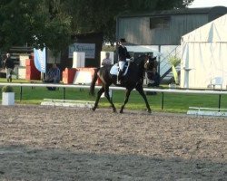 dressage horse Sandino H (Westphalian, 2004, from Show Star)