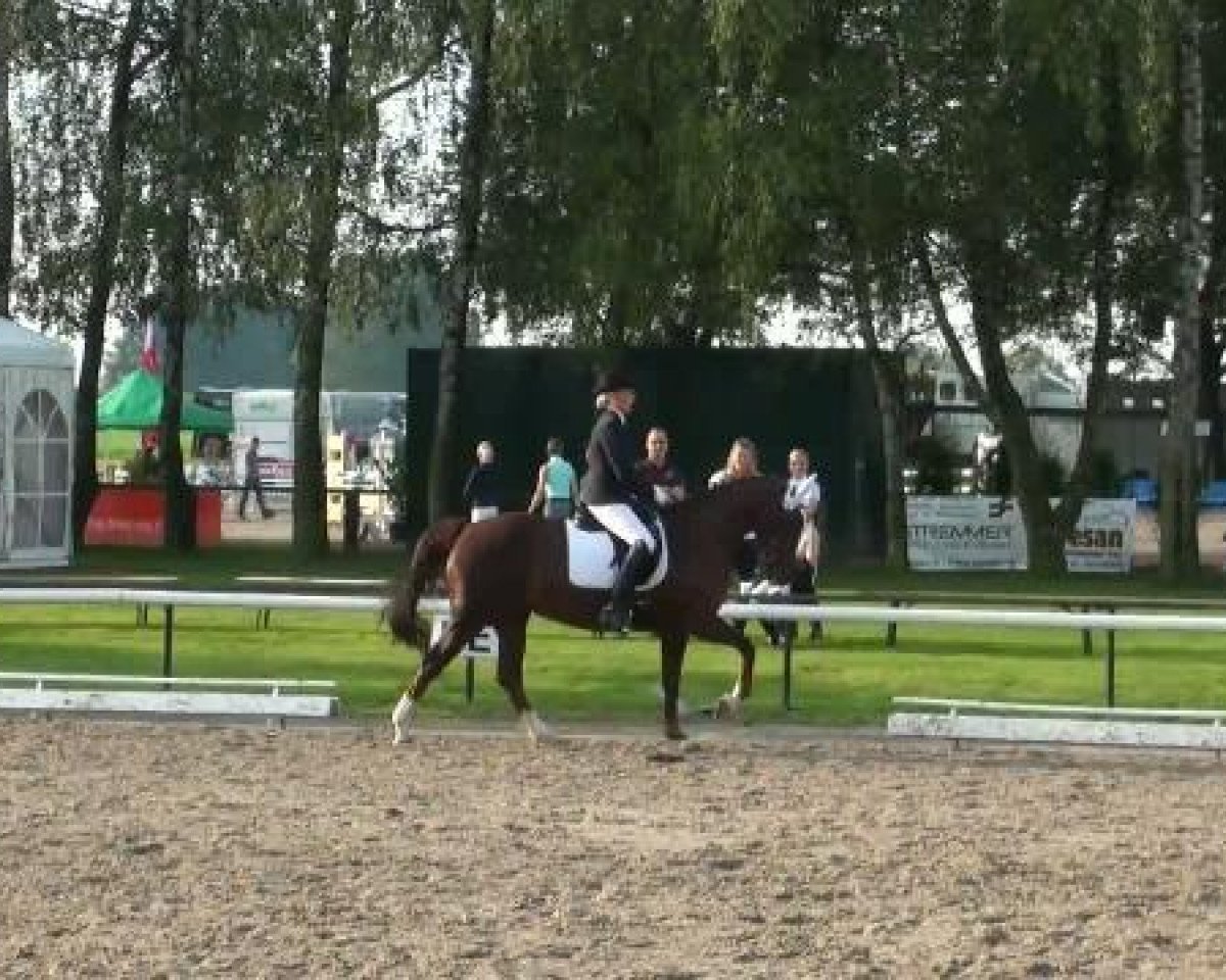 dressage horse Florentina-Maria (Westphalian, 2003, from Fidermark)