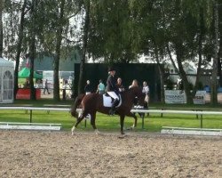 dressage horse Florentina-Maria (Westphalian, 2003, from Fidermark)