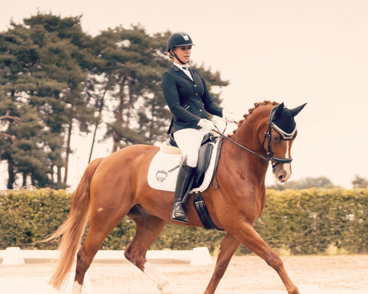 dressage horse Douceur 6 (Hanoverian, 2013, from De Niro)