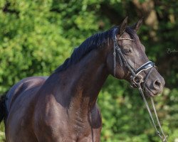 broodmare Helene von Hohenstein (Hanoverian, 2009, from Hohenstein I)