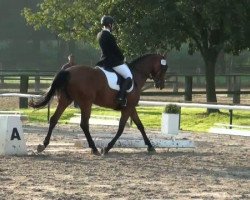 dressage horse Dat Fienchen (Westphalian, 2004, from Diego Garcia)