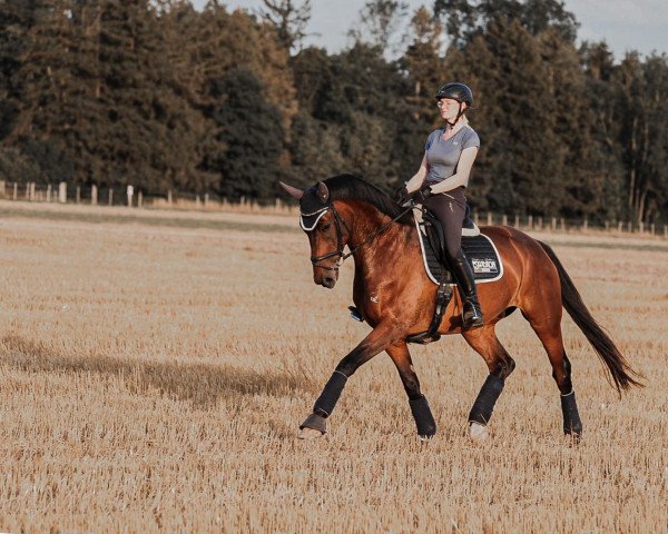 dressage horse Fred Astaire 27 (German Sport Horse, 2016, from Fashion Maker)
