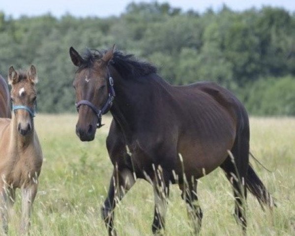 broodmare Elottilina (Nederlands Rijpaarden en Pony, 2009, from Vespucci W)