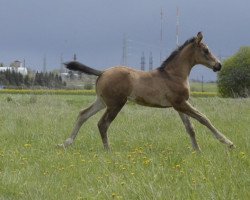 horse Thelio Galileo (KWPN (Royal Dutch Sporthorse), 2020, from The Gold Fox xx)