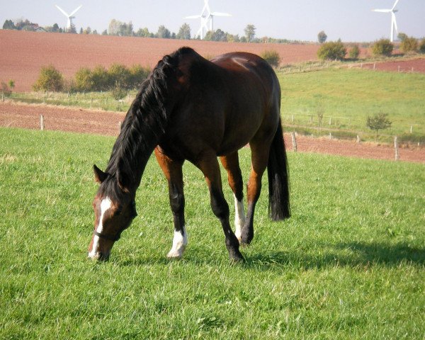 horse Perserkoenig (Westphalian, 1988, from Polydor)