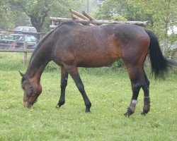 broodmare Janah (Westphalian, 1996, from Justinian xx)