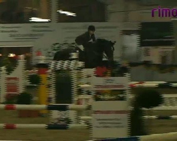 jumper Zerona (KWPN (Royal Dutch Sporthorse), 2004, from Quattro B)