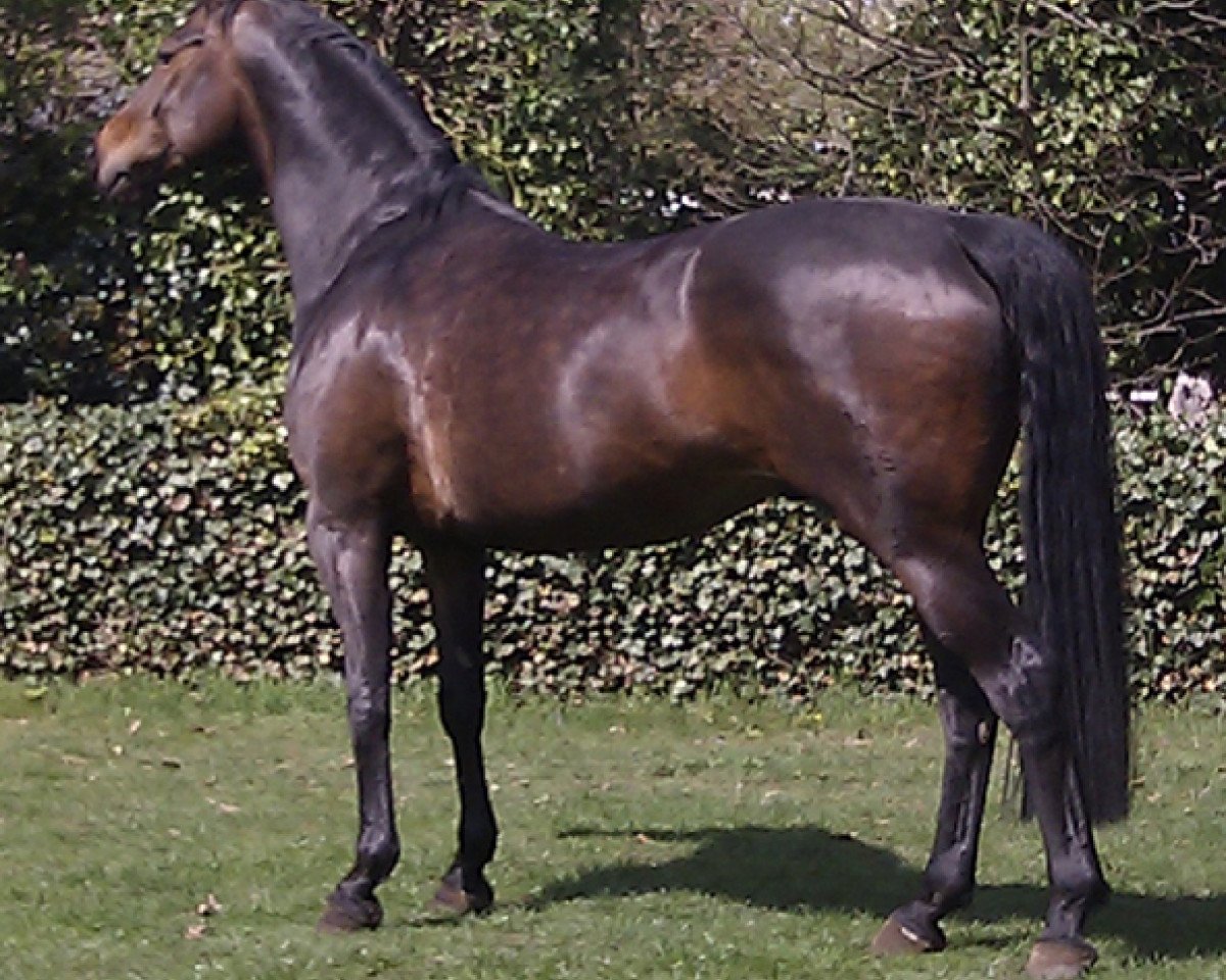 dressage horse Lesgö (Hanoverian, 2003, from Londonderry)