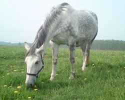 broodmare Silberfee II (Mecklenburg, 2005, from Solar)