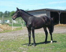 dressage horse Cupido (Mecklenburg, 2010, from Count Up)