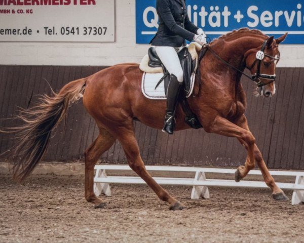 dressage horse Fürstin Fortuna (Rhinelander, 2018, from Fürst Magic)