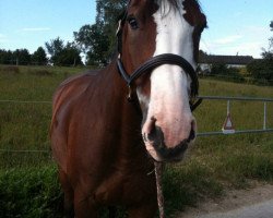 dressage horse Chirak P (Mecklenburg, 2004, from Chandon)