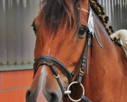 dressage horse Broadway Dancer 2 (German Riding Pony, 2001)