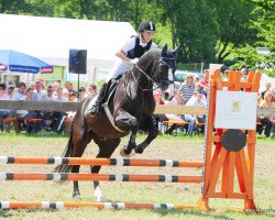 horse Apaluga (Hanoverian,  , from Airport)