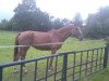 broodmare Fidele (Westphalian, 1993, from Fagott)