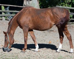 broodmare Malaga (Westphalian, 1993, from Mon Chèri)