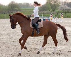 dressage horse Rio Sol (Westphalian, 2001, from Raphael)