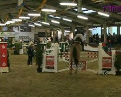 jumper Chinziano (KWPN (Royal Dutch Sporthorse), 2004, from Chin Chin)