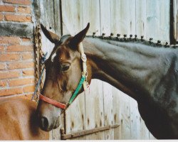 broodmare Pauline (Westphalian, 1997, from Phoenix)