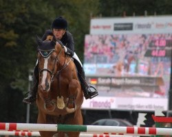 stallion Udarco van Overis (Belgian Warmblood, 1997, from Darco)