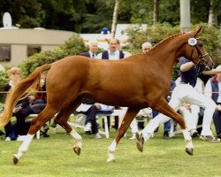 broodmare Karl-Heinz (Oldenburg, 2000, from Donnerhall)