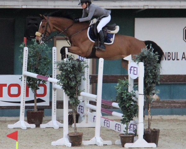 jumper Damaskus Dn (KWPN (Royal Dutch Sporthorse), 2008, from Indoctro)